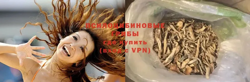 Галлюциногенные грибы Psilocybe  Дятьково 